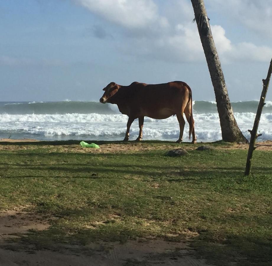 Hotel Sundance Surf Coconut Point Weligama Zewnętrze zdjęcie